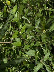 Metastelma decipiens