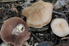 Cortinarius subpulchrifolius