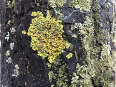 Xanthoria parietina