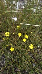 Hibbertia procumbens