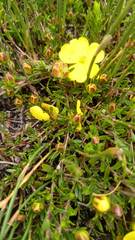 Hibbertia procumbens