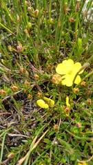 Hibbertia procumbens