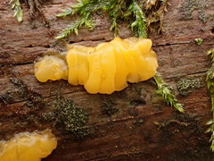 Dacrymyces corticioides