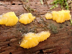 Dacrymyces corticioides