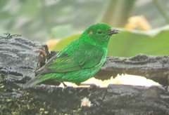 Chlorochrysa phoenicotis