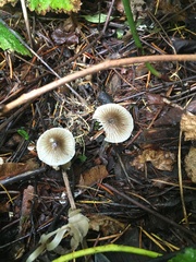 Mycena quiniaultensis