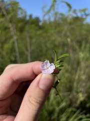 Evolvulus convolvuloides