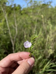 Evolvulus convolvuloides