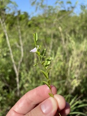 Evolvulus convolvuloides