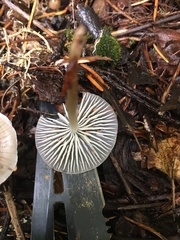 Mycena quiniaultensis