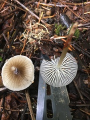 Mycena quiniaultensis