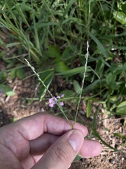 Digitaria bicornis