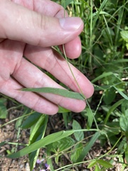Digitaria bicornis
