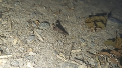 Eumantodea
