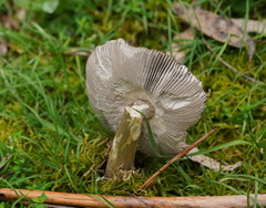 Amanita cheelii