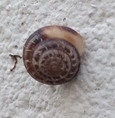 Xeroplexa arrabidensis