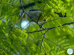 Hemithraupis flavicollis