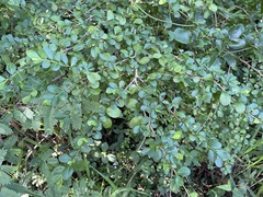 Erythroxylum brevipes