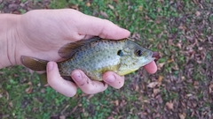 Lepomis microlophus