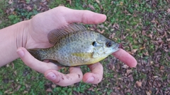 Lepomis microlophus