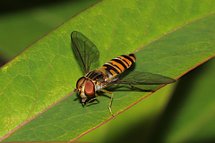 Episyrphus balteatus