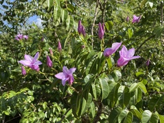 Cryptostegia madagascariensis