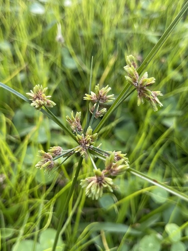 Cyperus surinamensis image