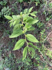 Sida glomerata