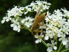 Aglaostigma lichtwardti