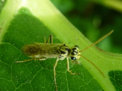 Aglaostigma lichtwardti