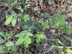 Chamaecrista nictitans diffusa