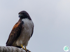 Geranoaetus albicaudatus