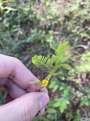 Chamaecrista nictitans diffusa