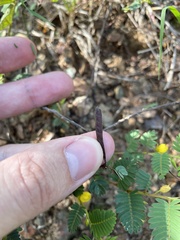 Chamaecrista nictitans diffusa