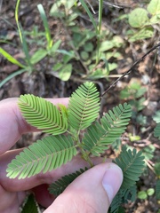 Chamaecrista nictitans diffusa