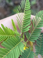 Chamaecrista nictitans diffusa