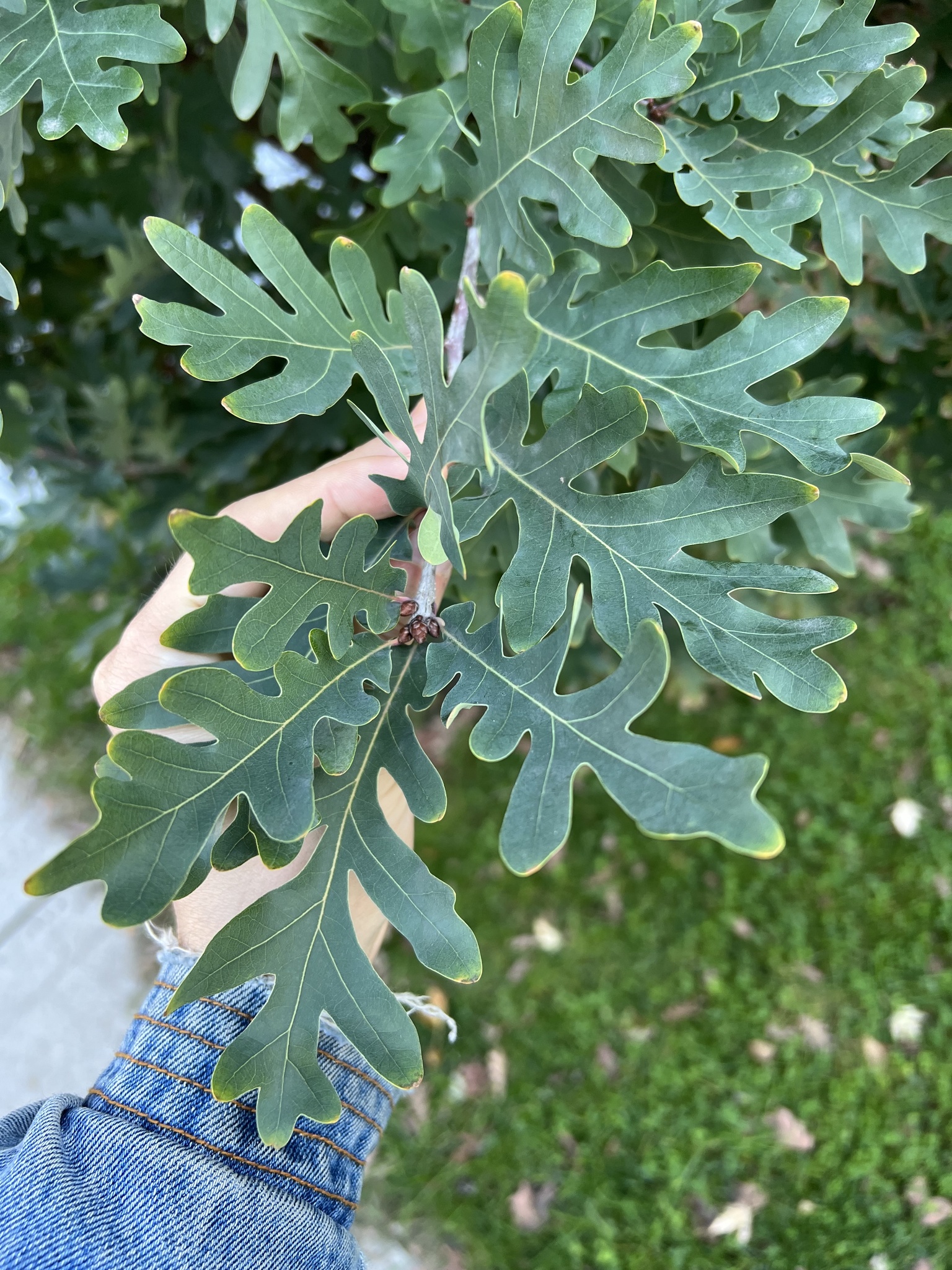 Quercus X bimundorum