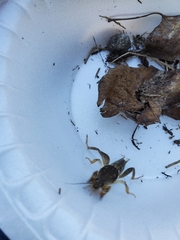 Neoscapteriscus borellii