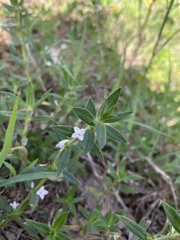 Hexasepalum apiculatum