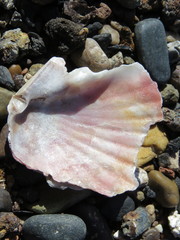 Aequipecten tehuelchus