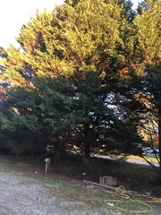 Cupressus × leylandii
