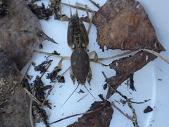 Neoscapteriscus borellii