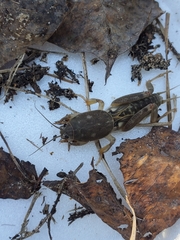 Neoscapteriscus borellii