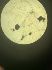 Aspergillus niger