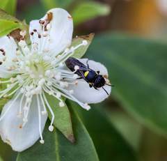 Amphylaeus obscuriceps