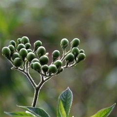Solanum umbellatum
