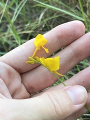 Utricularia cornuta image