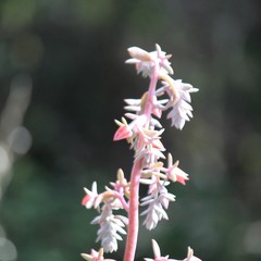 Echeveria gibbiflora