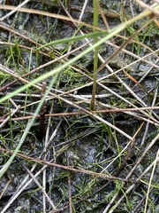 Utricularia cornuta image