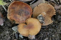 Cortinarius pyrophyllus
